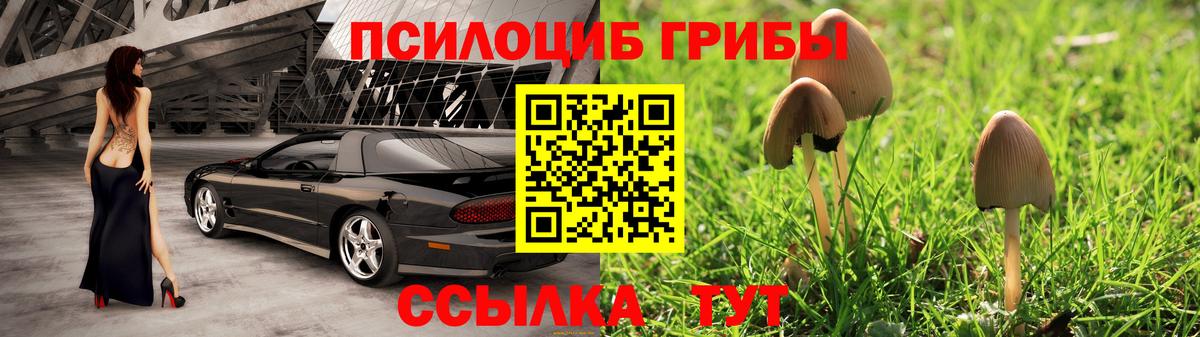 Псилоцибиновые грибы Psilocybe  Гулькевичи  Галлюциногенные грибы GOLDEN TEACHER 